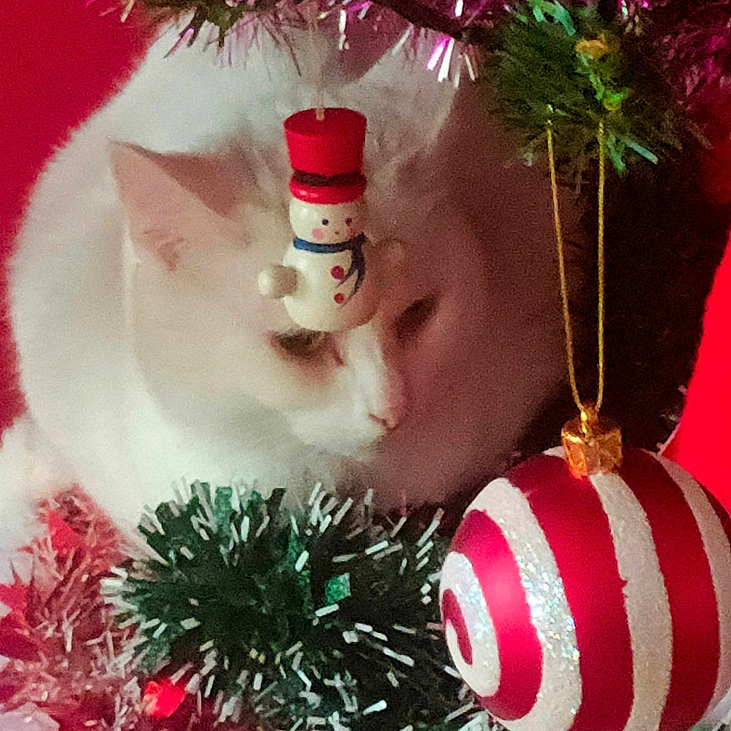 Bounty a rejoint le concours — aidez-le/la à gagner de superbes lots ! accessories, animal, baby, cat, christmas, christmasdecorations, face, festival, kitten, lighting, nature, ornament, outdoors, person, pet, plant, snow, snowman, tree, winter