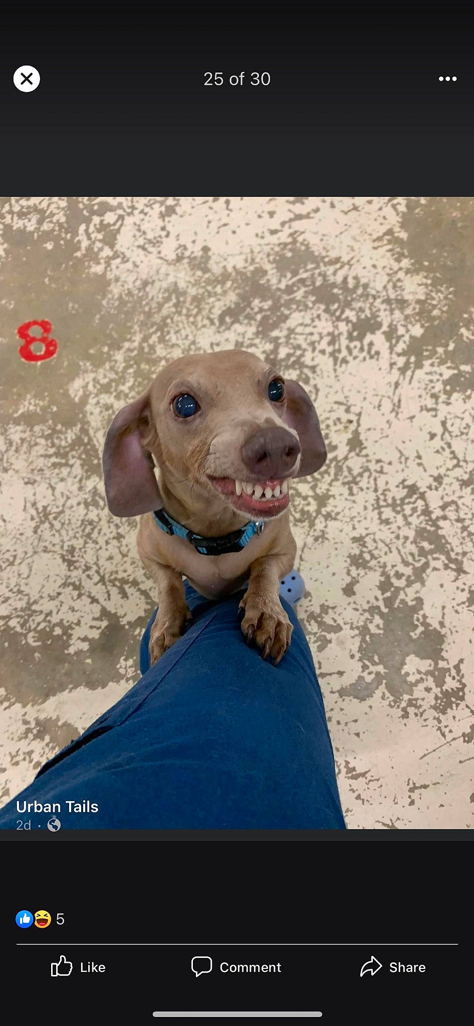 Chichi is registered to the contest to win money with this photo: canidae, carnivore, collar, companion_dog, dog, dog_breed, dog_collar, dog_supply, fawn, gun_dog, hunting_dog, liver, non_sporting_group, pet_supply, photograph, smile, snout, sporting_group, whiskers, working_animal