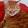 Pepsi participe au concours pour gagner de l'argent avec cette photo : cat, orange_tabby, sleeping, feline, pet, domestic_animal, fur, whiskers, ears, red_cushion, indoor, close_up, relaxed, cute, mammal, animal, resting, cozy, soft, peaceful