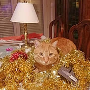 Pepsi a rejoint le concours — aidez-le/la à gagner de superbes lots ! cat, orange_tabby, tinsel, golden, table, lamp, chair, indoor, furniture, decor, holiday, festive, curious, pet, animal, cozy, eyes, fur, domestic, ornament