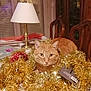 cat, orange_tabby, tinsel, golden, table, lamp, chair, indoor, furniture, decor, holiday, festive, curious, pet, animal, cozy, eyes, fur, domestic, ornament