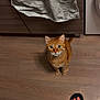 Pepsi a rejoint le concours — aidez-le/la à gagner de superbes lots ! cat, ginger_cat, floor, wooden_floor, kitchen, towel, cabinet, person, feet, sandals, striped_sandals, curious, pet, indoor, home, looking_up, fur, whiskers, ears, tail