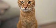 Pepsi participe au concours pour gagner de l'argent avec cette photo : cat, orange_tabby, pet, animal, indoor, feline, whiskers, ears, sitting, curious, soft_focus, portrait, domestic_cat, fur, eyes, cute, mammal, paws, closeup, blurred_background