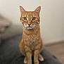 cat, orange_tabby, pet, animal, indoor, feline, whiskers, ears, sitting, curious, soft_focus, portrait, domestic_cat, fur, eyes, cute, mammal, paws, closeup, blurred_background