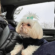 Vinni joined the competition — help win amazing prizes! animal, bow, car_interior, cloudy_sky, companion, curious, cute, dog, fluffy, indoor, lap, person, pet, puffer_jacket, seatbelt, small_dog, sweater, tree, white_dog, window