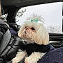 animal, bow, car_interior, cloudy_sky, companion, curious, cute, dog, fluffy, indoor, lap, person, pet, puffer_jacket, seatbelt, small_dog, sweater, tree, white_dog, window