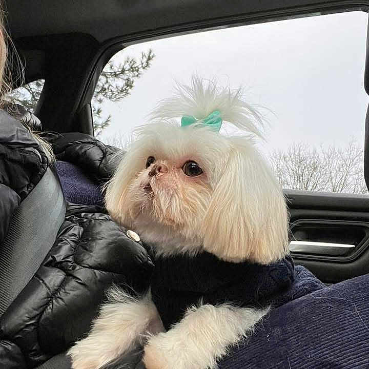 Vinni joined the competition — help win amazing prizes! animal, bow, car_interior, cloudy_sky, companion, curious, cute, dog, fluffy, indoor, lap, person, pet, puffer_jacket, seatbelt, small_dog, sweater, tree, white_dog, window