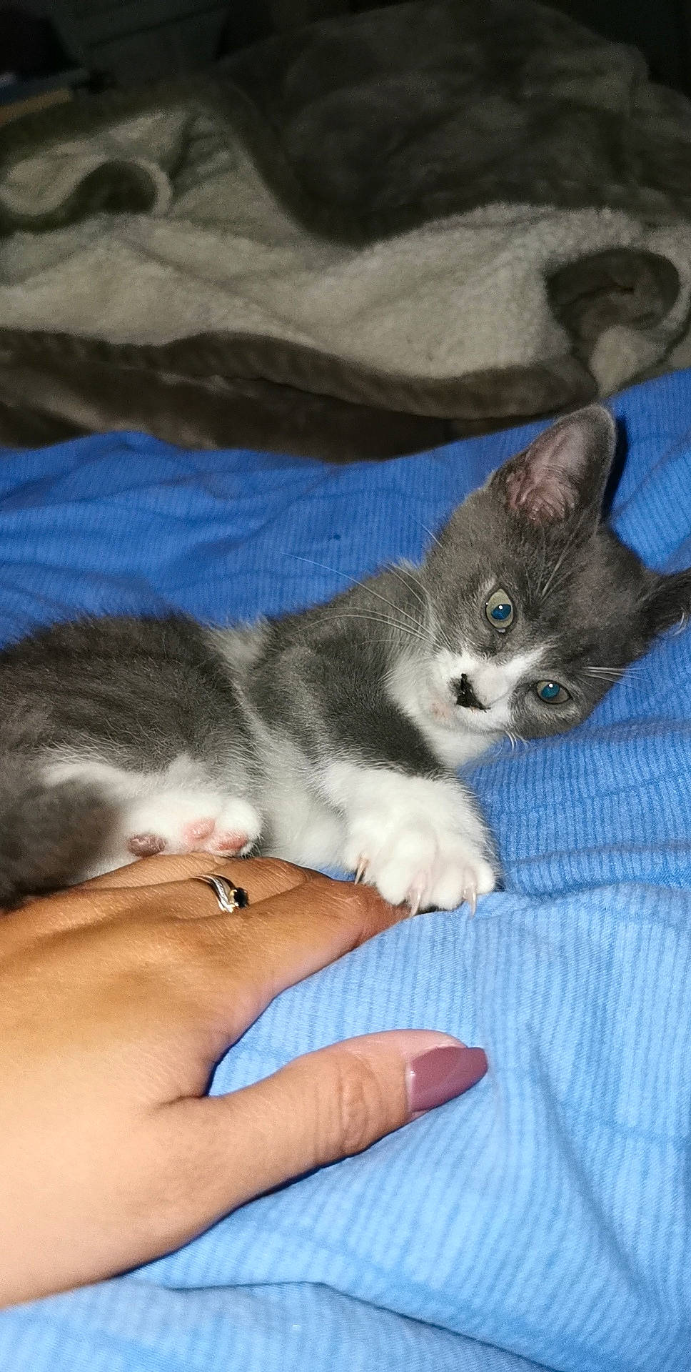 Nougat participe au concours pour gagner de l'argent avec cette photo : american_wirehair, asian, australian_mist, burmilla, carnivore, cat, domestic_short_haired_cat, european_shorthair, fawn, felidae, kitten, mammal, munchkin, ojos_azules, singapura, small_to_medium_sized_cats, vertebrate, whiskers