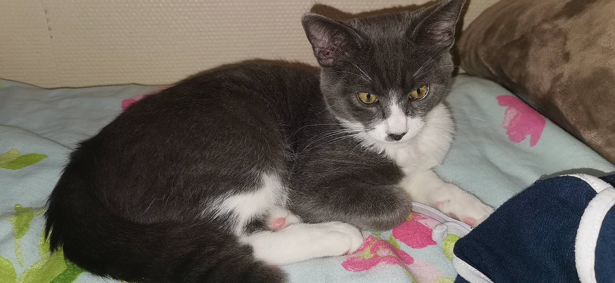 Nougat a rejoint le concours — aidez-le/la à gagner de superbes lots ! american_wirehair, asian, carnivore, cat, domestic_short_haired_cat, european_shorthair, felidae, fur, kitten, mammal, polydactyl_cat, small_to_medium_sized_cats, snout, vertebrate, whiskers