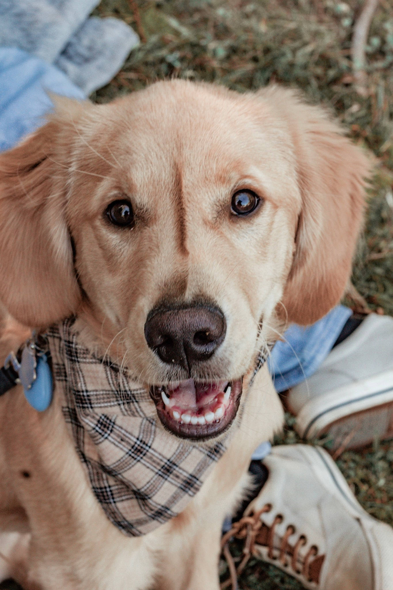 Bruno is registered to the contest to win money with this photo: canidae, carnivore, collar, companion_dog, dog, dog_breed, dog_collar, ear, eye, fawn, fur, happy, plaid, plant, snout, sporting_group, tartan, tree, whiskers, working_animal