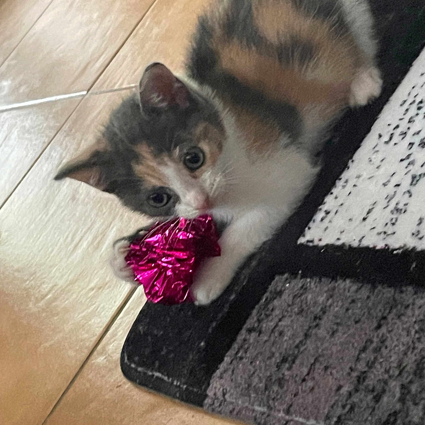 Nala participe au concours pour gagner de l'argent avec cette photo : animal, calico, carpet, cat, curious, cute, domestic, floor, fur, indoor, kitten, mammal, paws, pet, playful, small, tile, toy, whiskers, young