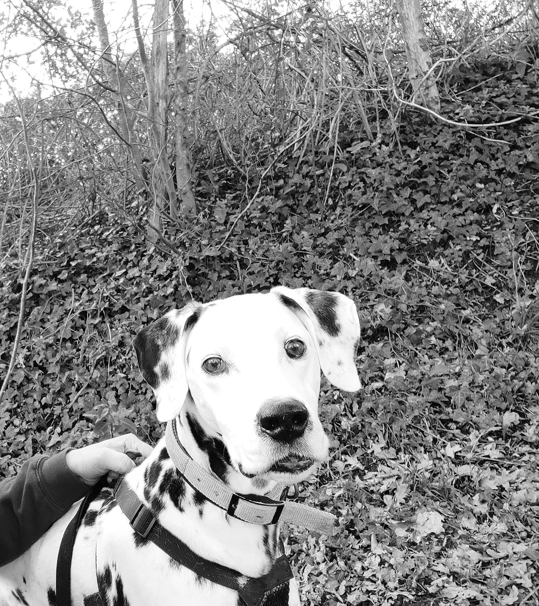 Gala a rejoint le concours — aidez-le/la à gagner de superbes lots ! black_and_white, carnivore, collar, companion_dog, dog, dog_breed, dog_collar, fawn, grass, happy, leash, monochrome, monochrome_photography, plant, snout, stock_photography, style, tree, white, working_animal