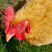 Girlfriend joined the competition — help win amazing prizes! beak, bird, chicken, close_up, comb, fawn, fowl, galliformes, livestock, nose, poultry, rooster