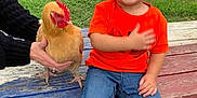 Girlfriend joined the competition — help win amazing prizes! bird, chicken, child, finger, galliformes, hand, plant, play, rooster, toddler