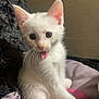kitten, cat, white_fur, tongue_out, cute, pet, young, animal, whiskers, ears, sitting, indoor, soft, blanket, fur, small, portrait, playful, curious, adorable