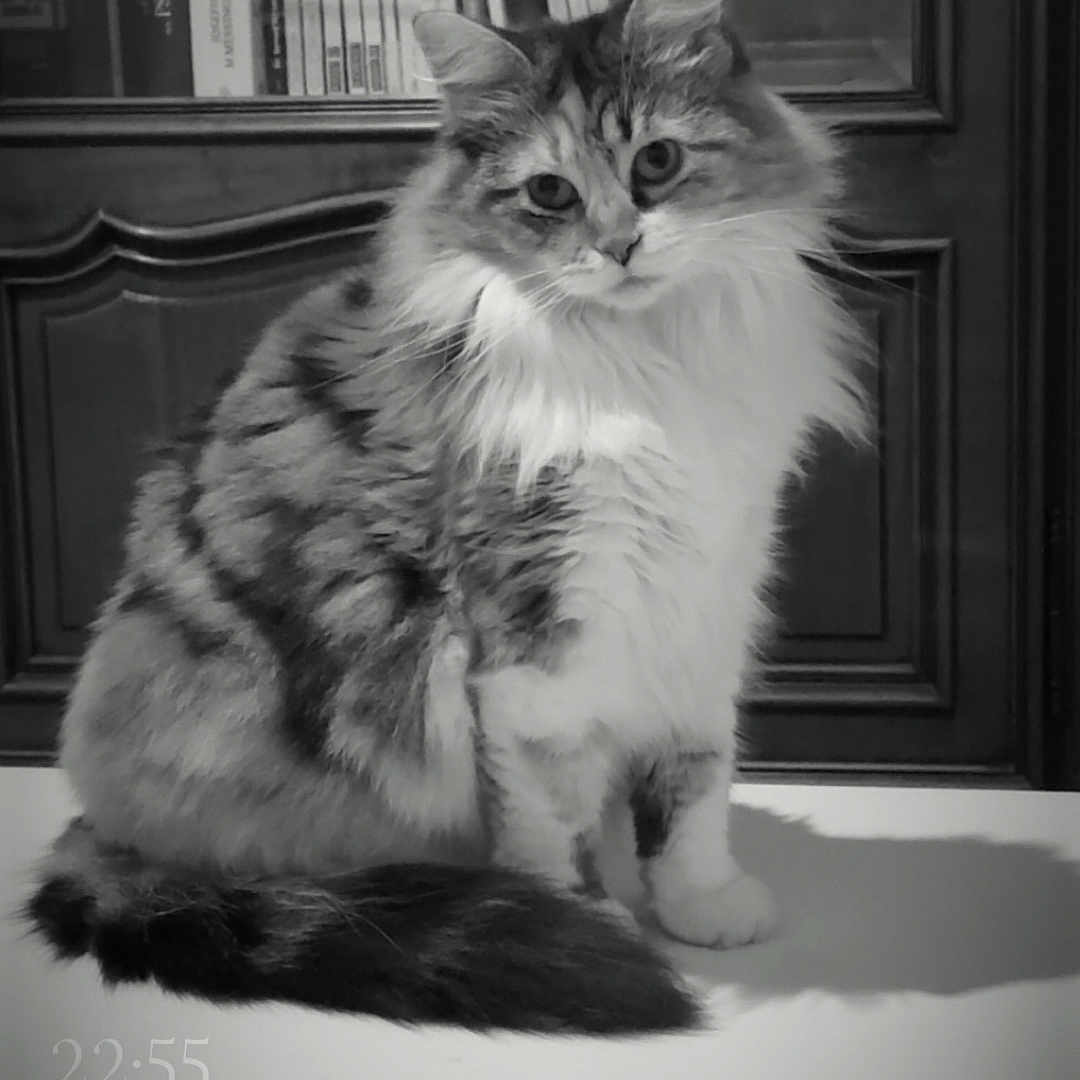 Urty participe au concours pour gagner de l'argent avec cette photo : animal, black_and_white, bookshelf, cat, curious, domestic_cat, eyes, feline, fluffy, fur, furniture, indoor, indoors, long_hair, pet, portrait, sitting, tail, whiskers, wooden_cabinet