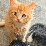 Pumpkin is registered to the contest to win money with this photo: animal, black_and_white_cat, closeup, curious, cute, domestic_cat, feline, floor, fluffy, footwear, indoor, kitten, looking_up, nike_sandal, orange_cat, paw, pet, tail, wooden_floor, young_cat