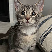 Bella joined the competition — help win amazing prizes! cat, kitten, tabby, gray_fur, white_chest, sitting, indoors, couch, cushion, portrait, closeup, wide_eyes, ears, whiskers, pet, animal, domestic_cat, striped_fur, living_room, cozy