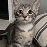 cat, kitten, tabby, gray_fur, white_chest, sitting, indoors, couch, cushion, portrait, closeup, wide_eyes, ears, whiskers, pet, animal, domestic_cat, striped_fur, living_room, cozy
