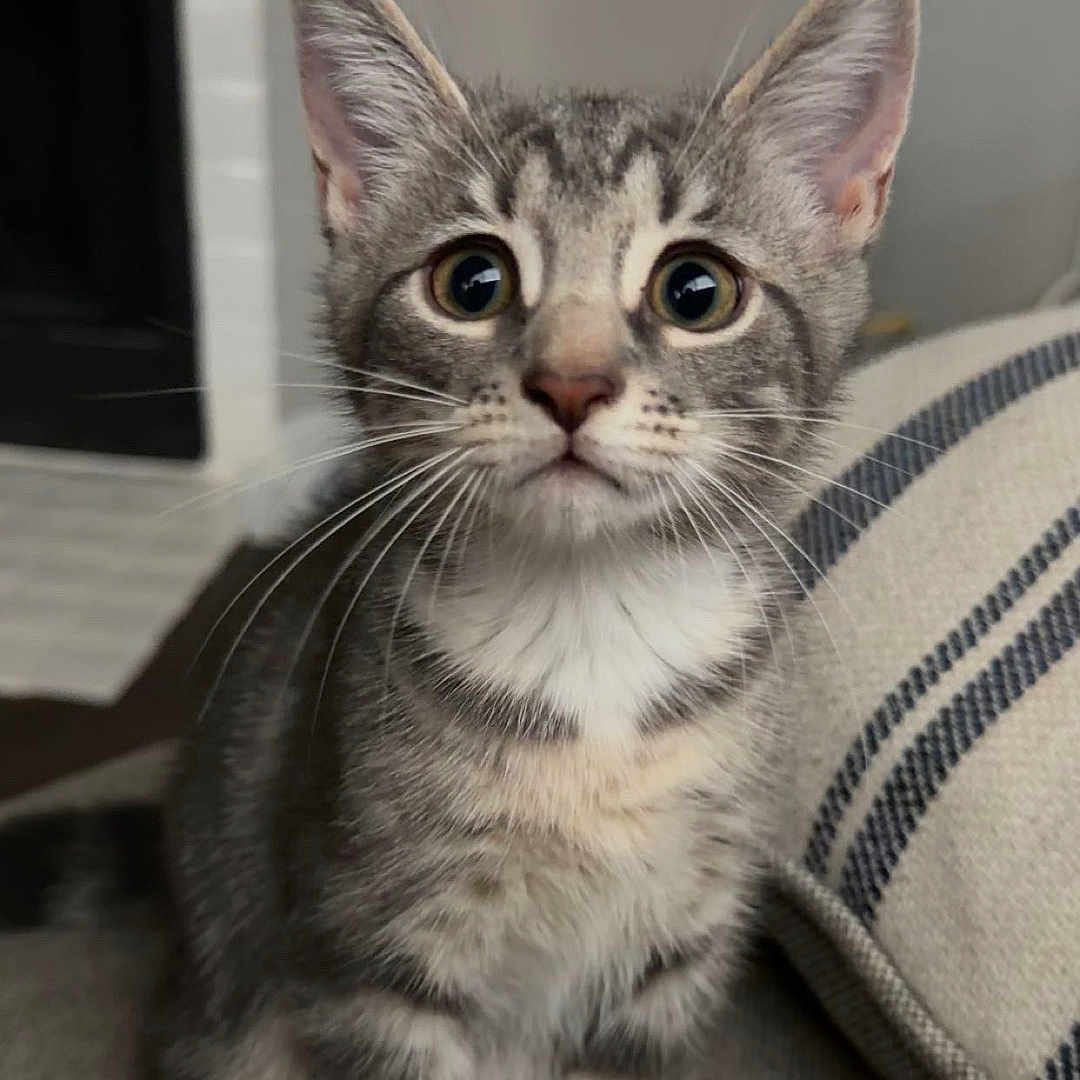 Bella joined the competition — help win amazing prizes! cat, kitten, tabby, gray_fur, white_chest, sitting, indoors, couch, cushion, portrait, closeup, wide_eyes, ears, whiskers, pet, animal, domestic_cat, striped_fur, living_room, cozy