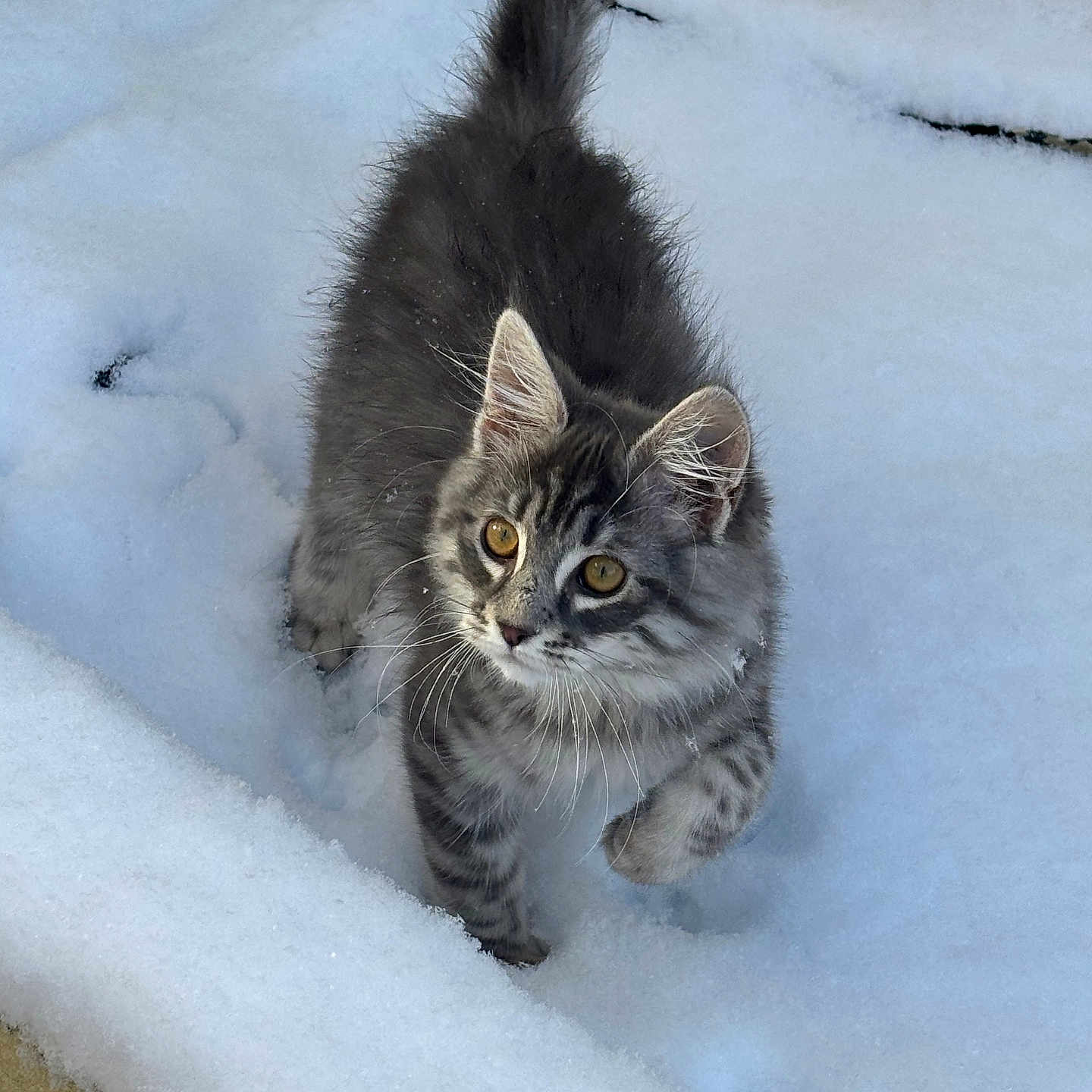 Ulysse participe au concours pour gagner de l'argent avec cette photo : adorable, animal, cat, curious, cute, exploring, fur, gray_tabby, kitten, nature, outdoor, paw, pet, playful, small, snow, walking, whiskers, winter, young