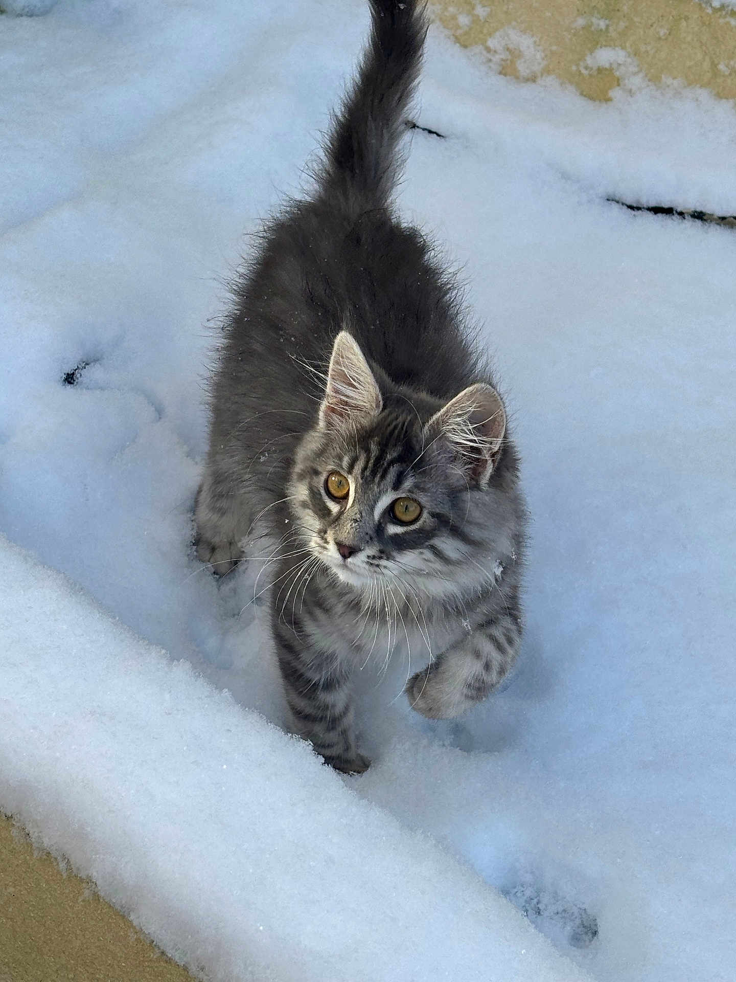 Ulysse participe au concours pour gagner de l'argent avec cette photo : kitten, cat, snow, outdoor, curious, gray_tabby, pet, winter, animal, young, walking, fur, whiskers, paw, nature, adorable, playful, small, cute, exploring