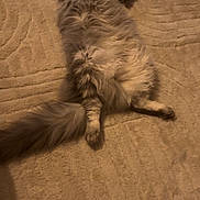 Ulysse a rejoint le concours — aidez-le/la à gagner de superbes lots ! cat, fluffy, gray, white, lying_down, relaxed, tail, rug, beige, toy, indoor, pet, feline, sleeping, cozy, fur, whiskers, paw, home, animal