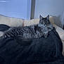 Ulysse a rejoint le concours — aidez-le/la à gagner de superbes lots ! cat, gray_tabby, fluffy, feline, pet, indoor, blanket, couch, cozy, relaxed, fur, whiskers, ears, tail, home, comfort, resting, looking, animal, domestic