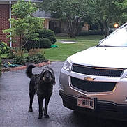 Ramsey joined the competition — help win amazing prizes! animal, black_dog, brick_house, car, chevrolet, curb, daylight, dog, driveway, garden, greenery, hedge, license_plate, outdoor, pavement, pet, shrubbery, suburban, trees, vehicle