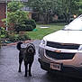 animal, black_dog, brick_house, car, chevrolet, curb, daylight, dog, driveway, garden, greenery, hedge, license_plate, outdoor, pavement, pet, shrubbery, suburban, trees, vehicle