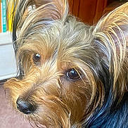 Bella joined the competition — help win amazing prizes! dog, yorkshire_terrier, pet, close_up, fur, ears, eyes, indoor, curious, animal, canine, portrait, brown, black, snout, whiskers, companion, cute, furry, domestic