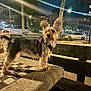 dog, small_dog, night, outdoor, park, concrete_table, checkerboard, fence, trees, street_lighting, car, urban, bench, pet, animal, ears, fur, side_view, leash, shadow