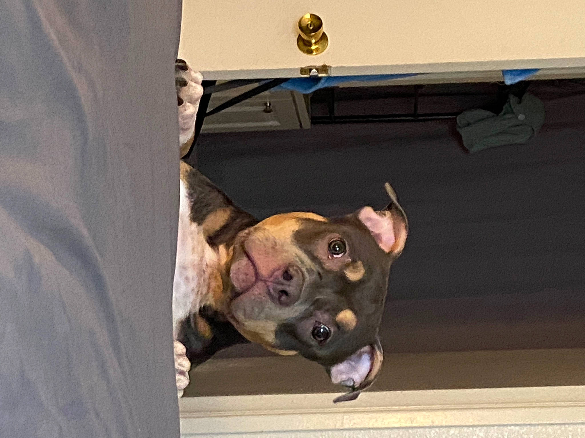 Rocksi is registered to the contest to win money with this photo: american_pit_bull_terrier, canidae, carnivore, dog, dog_breed, fawn, guard_dog, non_sporting_group, police_dog, snout