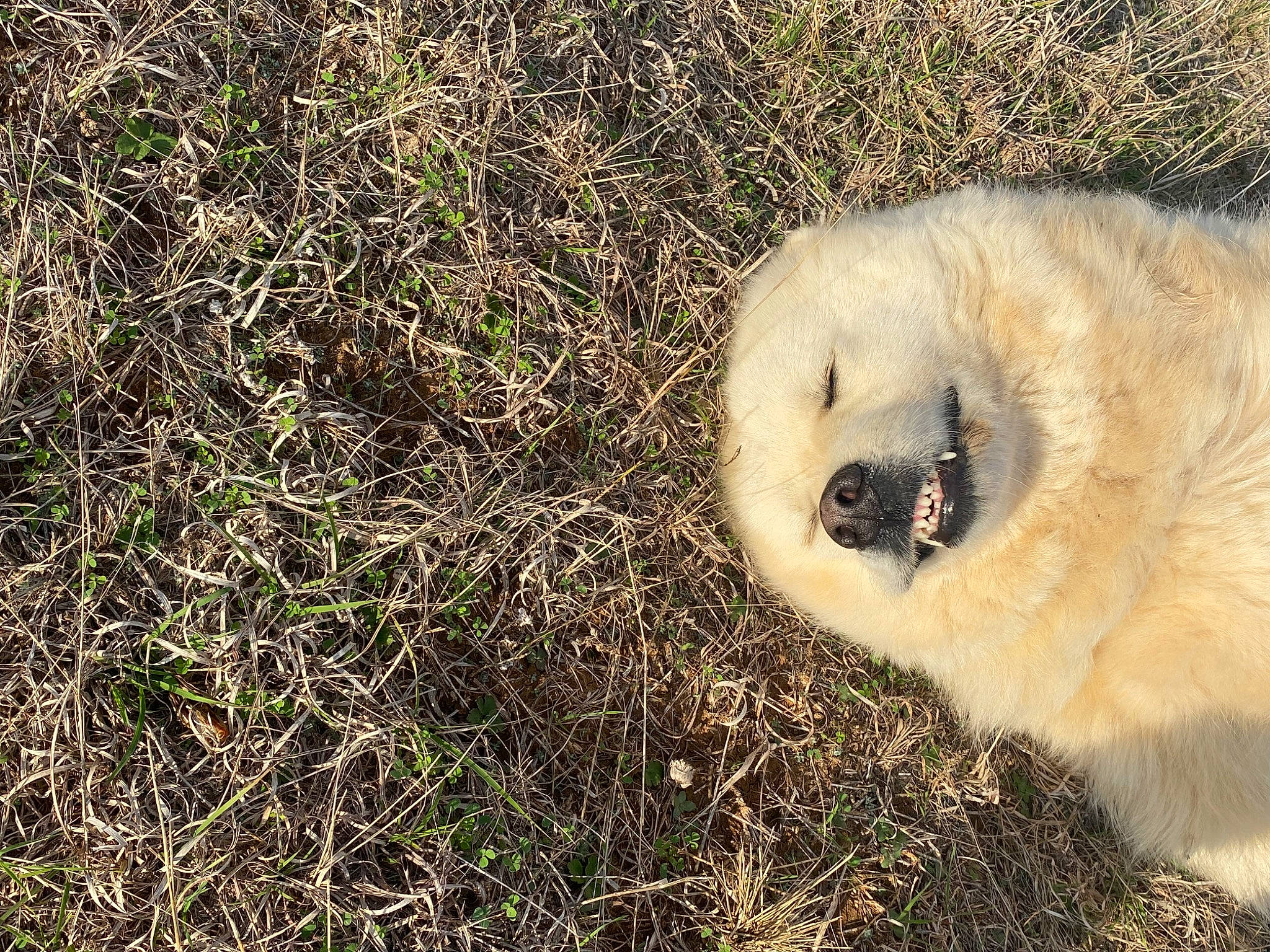 Fluffy joined the competition — help win amazing prizes! art, canidae, carnivore, fawn, felidae, fur, grass, grassland, groundcover, landscape, owl, plant, snout, soil, sporting_group, terrestrial_animal, tree, twig, whiskers, wood