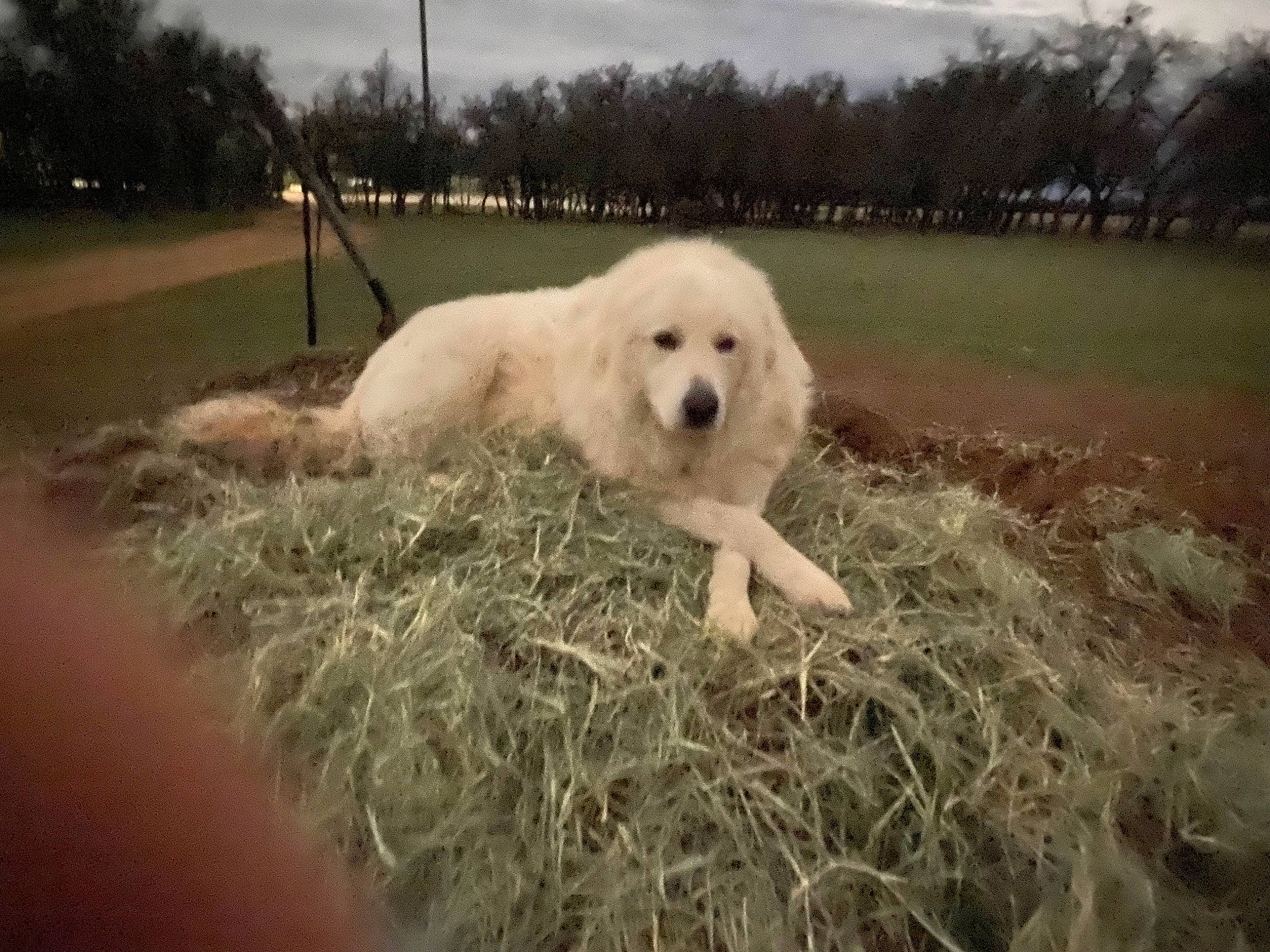 Fluffy joined the competition — help win amazing prizes! canidae, carnivore, cloud, companion_dog, dog, dog_breed, fur, grass, great_pyrenees, kuvasz, livestock_guardian_dog, maremma_sheepdog, plant, polish_tatra_sheepdog, sky, snout, sporting_group, tree, winter, working_animal