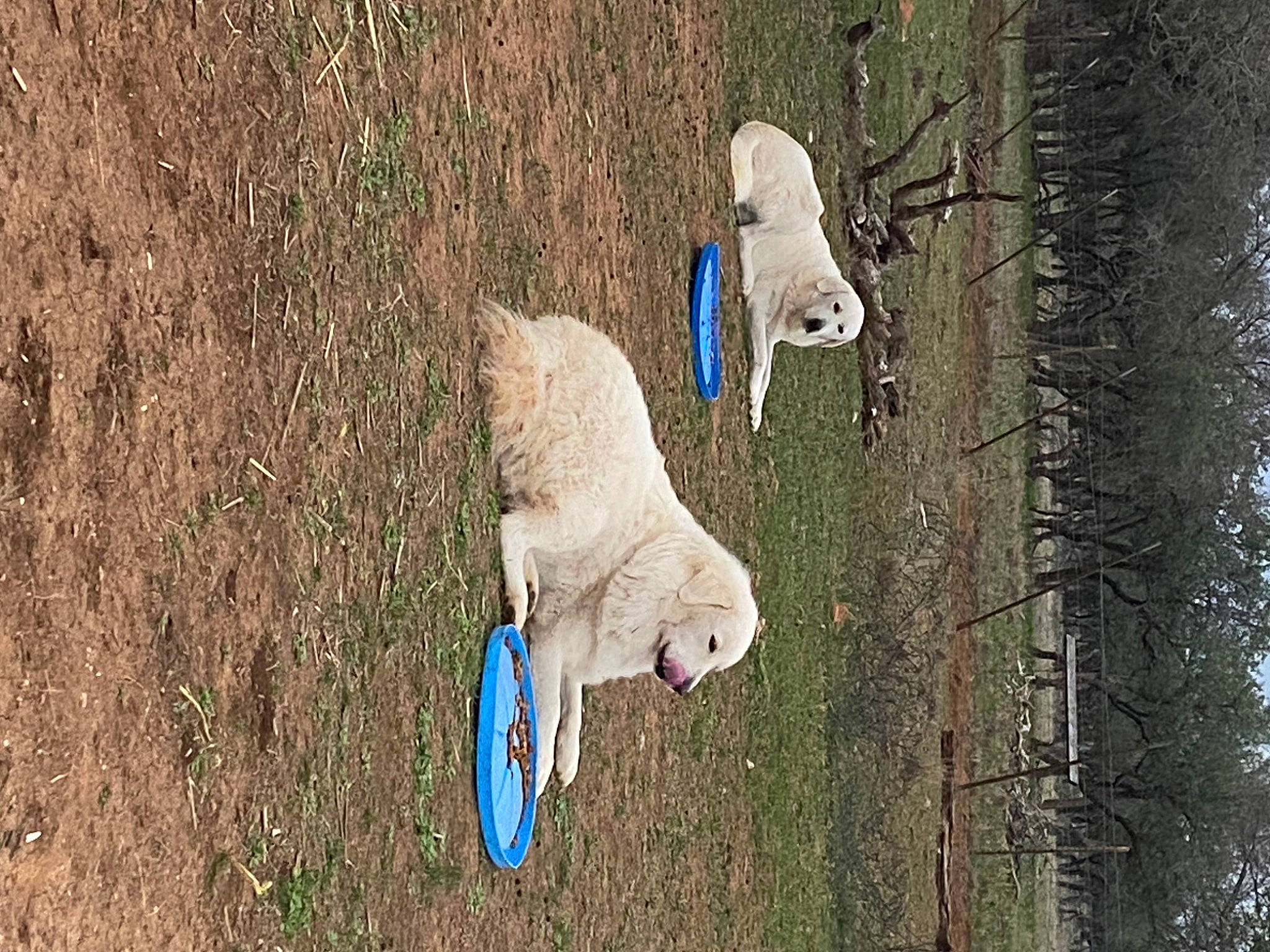 Fluffy joined the competition — help win amazing prizes! beak, carnivore, electric_blue, fawn, freezing, fur, grass, plant, sheep, snout, soil, tail, terrestrial_animal, tree, trunk, water, wildlife, wing, winter, wood