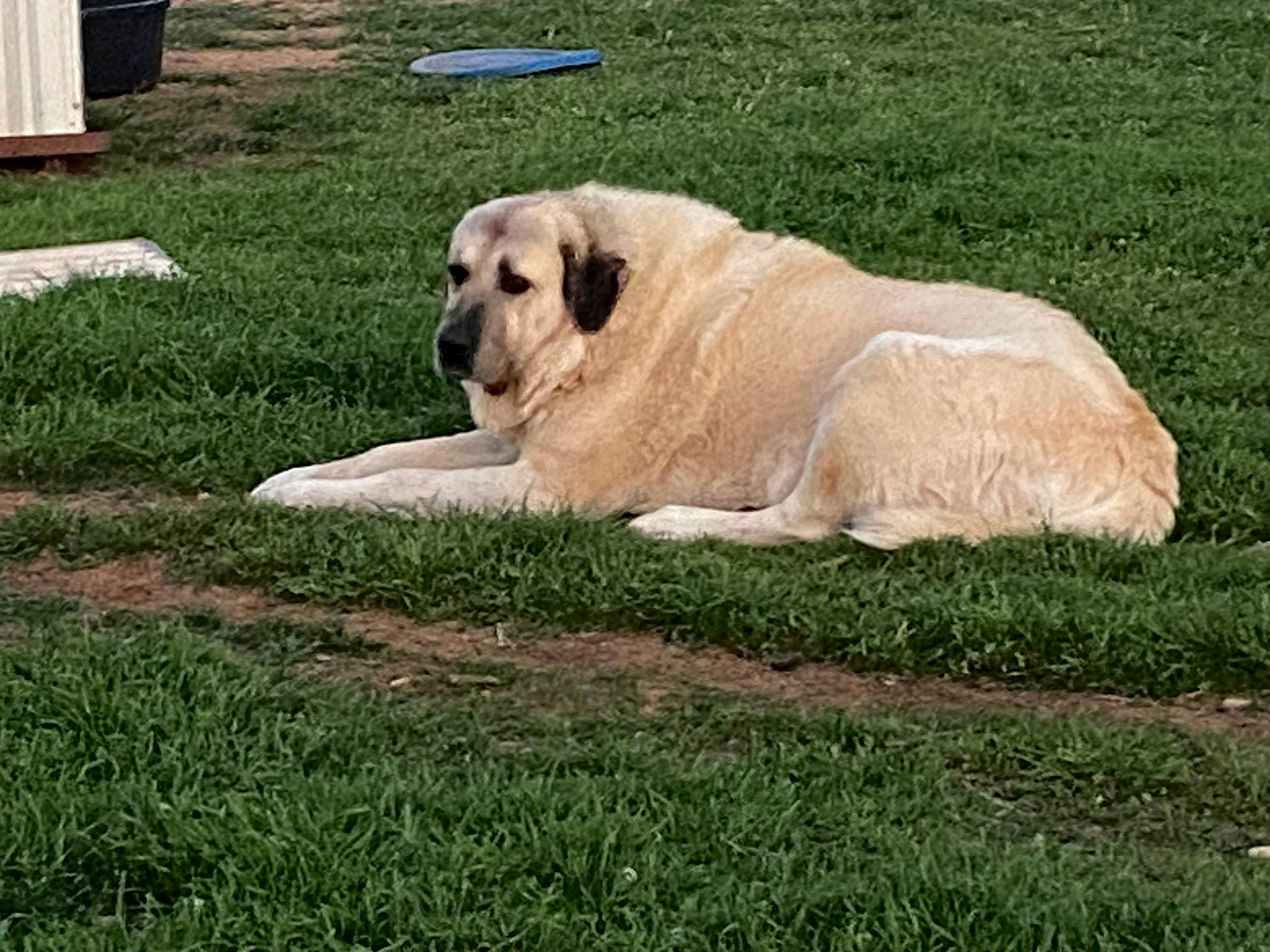 Kanga is registered to the contest to win money with this photo: carnivore, companion_dog, dog, dog_breed, fawn, fur, garden, grass, grassland, great_pyrenees, groundcover, guard_dog, landscape, lawn, livestock_guardian_dog, plant, tail, terrestrial_animal, tree, working_animal