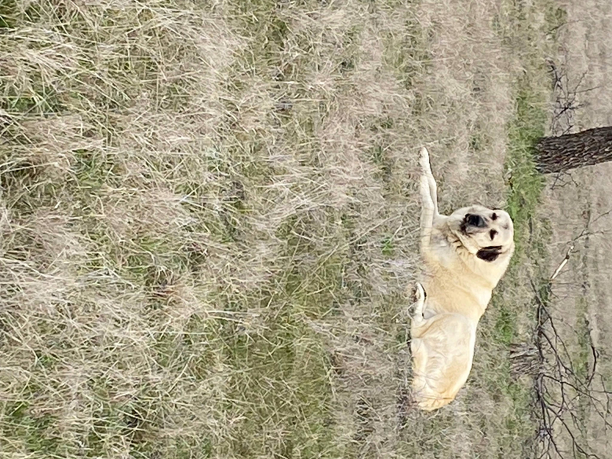 Kanga is registered to the contest to win money with this photo: beak, bird_of_prey, dog_breed, fawn, grass, grassland, leg, owl, plant, seabird, snout, soil, tail, terrestrial_animal, tree, trunk, twig, wildlife, wing, wood