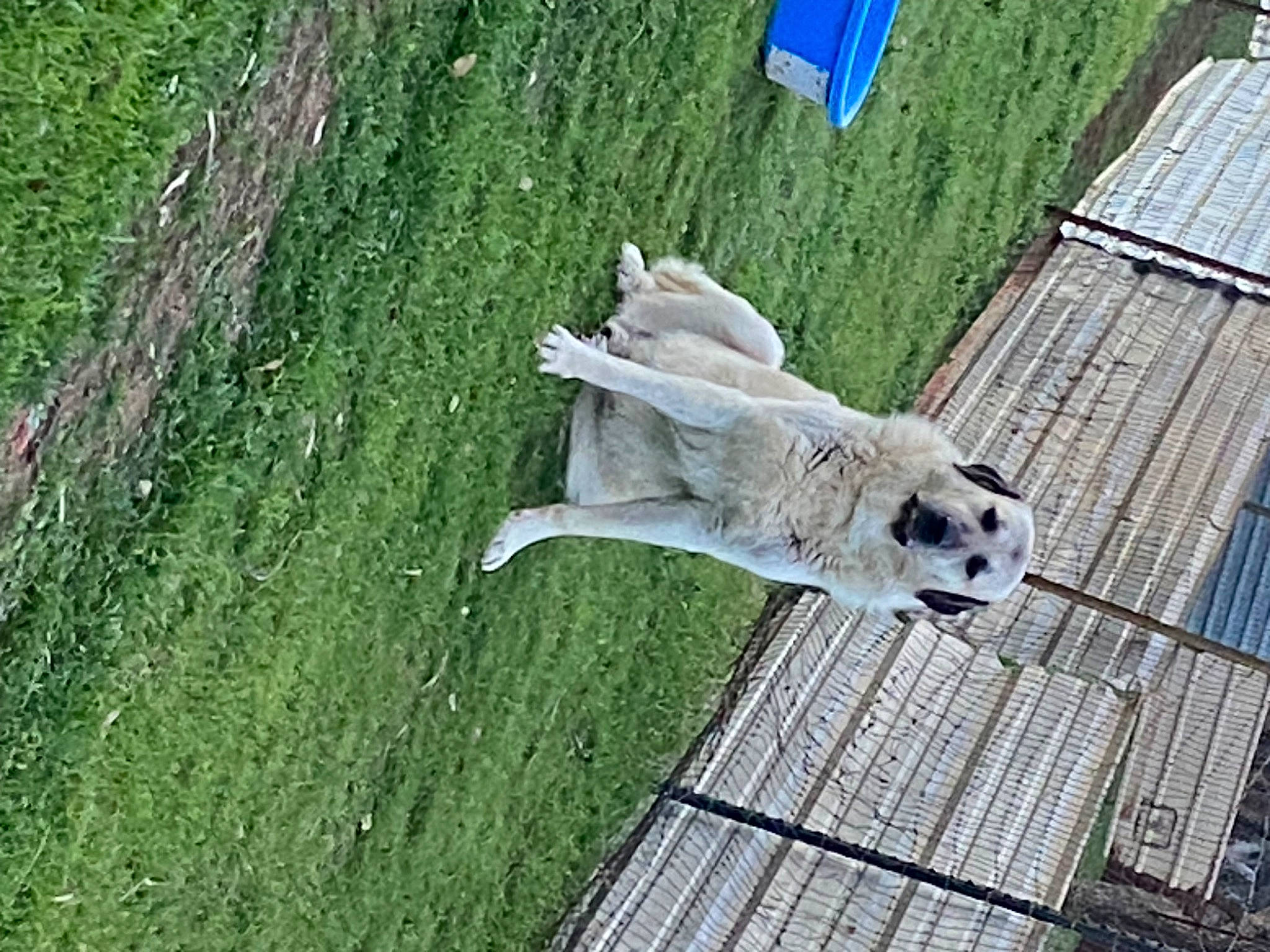 Kanga joined the competition — help win amazing prizes! canidae, carnivore, companion_dog, dog, dog_breed, fawn, grass, groundcover, plant, snout, sporting_group, tail, tree, trunk, wood