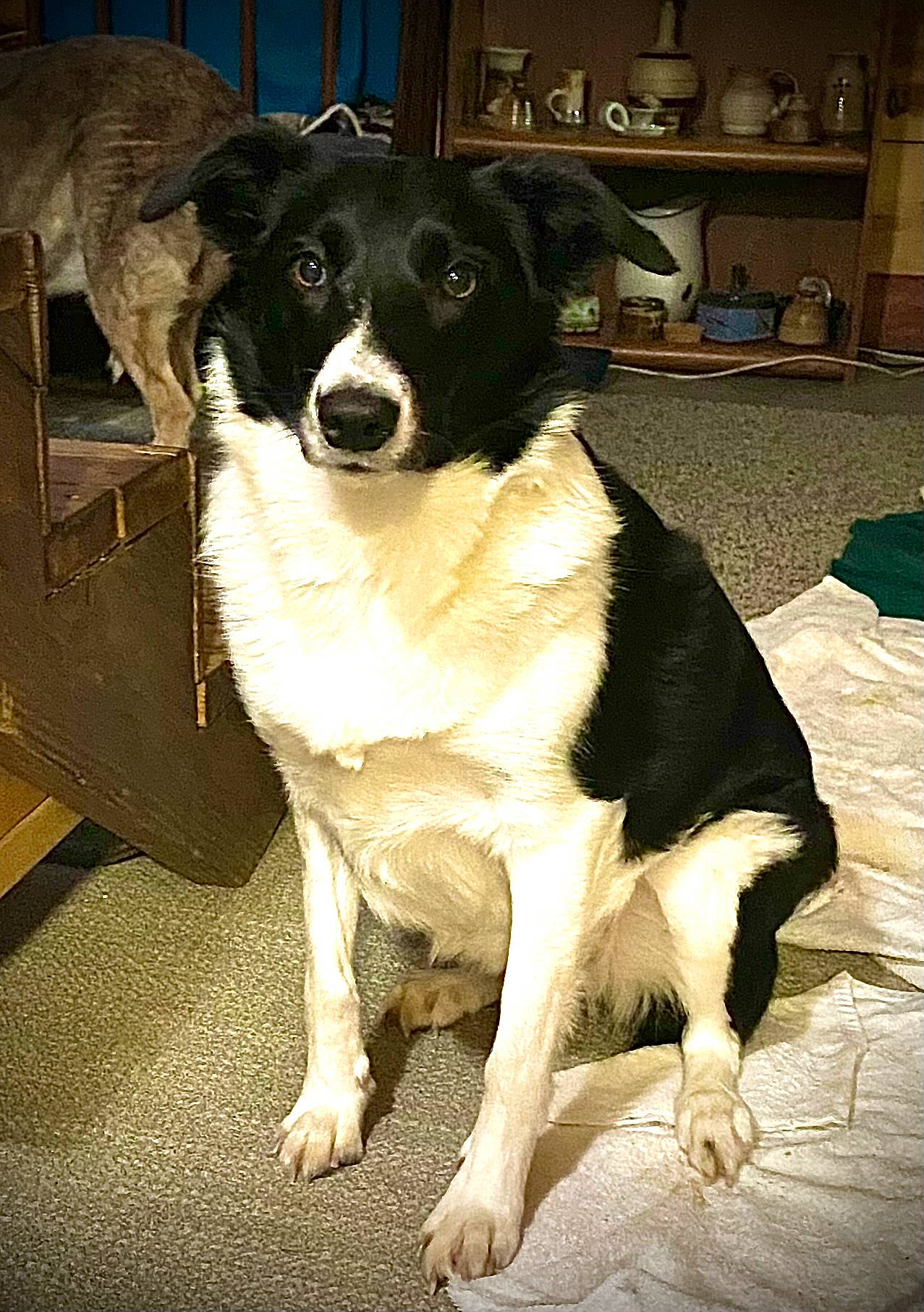 Katie Rae is registered to the contest to win money with this photo: automotive_tire, borador, border_collie, canidae, carnivore, companion_dog, dog, dog_breed, door, drawer, fur, gun_dog, shelf, snout, sporting_group, whiskers, working_animal, working_dog