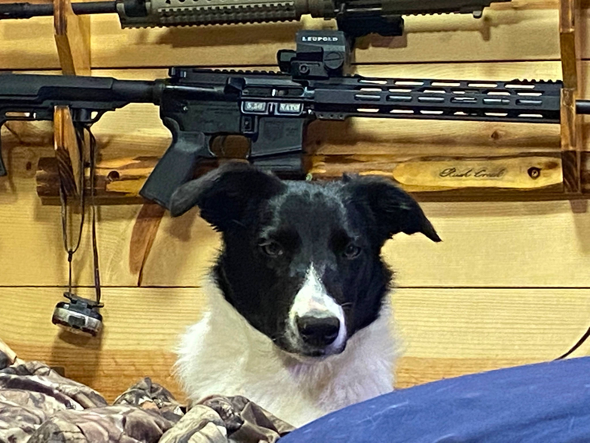Katie Rae is registered to the contest to win money with this photo: air_gun, airsoft_gun, border_collie, canidae, carnivore, companion_dog, dog, dog_breed, fur, gun_barrel, herding_dog, machine_gun, mammal, shooting, shotgun, sporting_group, trigger, vertebrate, wood, working_animal