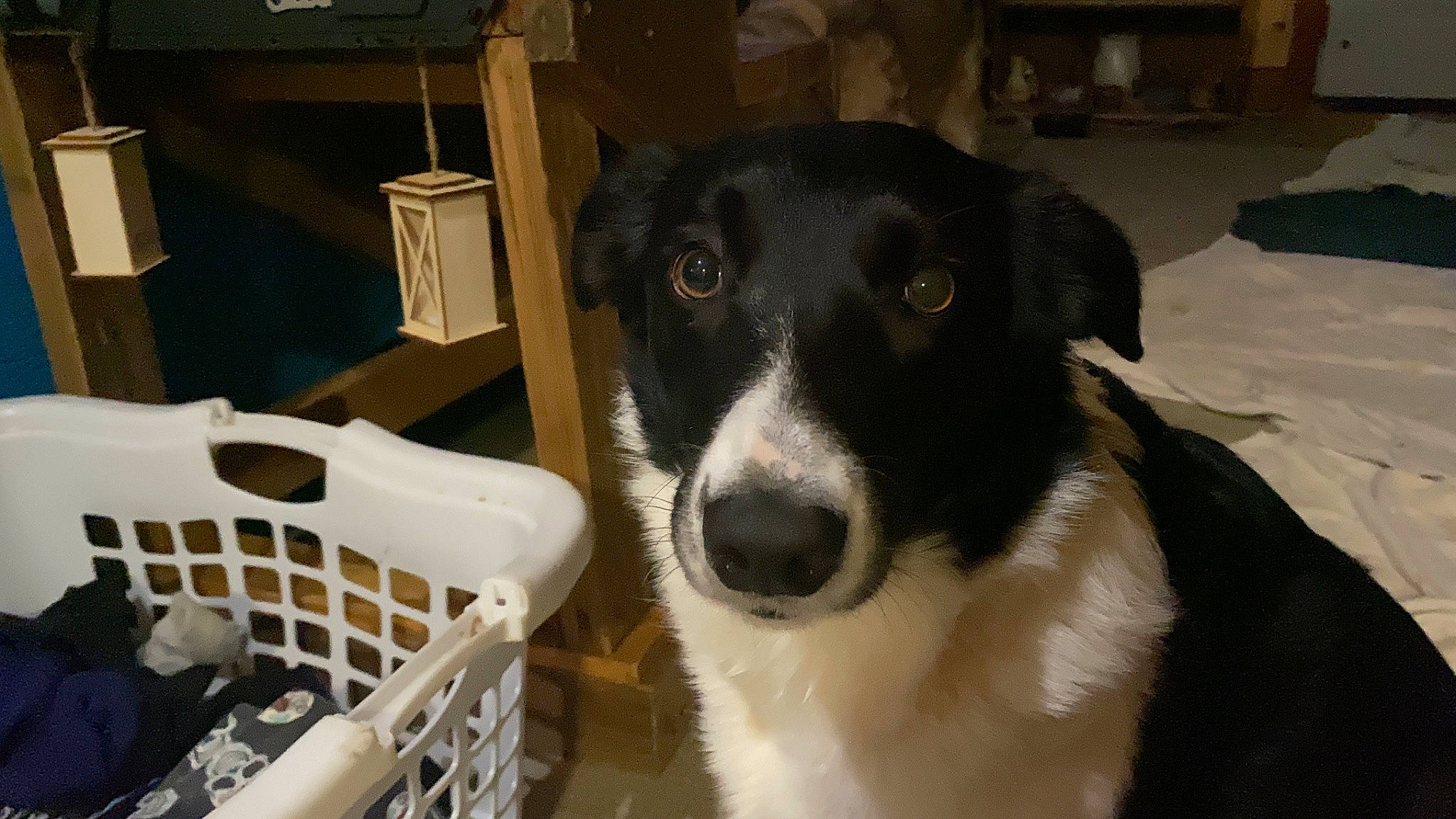 Katie Rae joined the competition — help win amazing prizes! australian_collie, borador, border_collie, canidae, carnivore, companion_dog, dog, dog_breed, fur, herding_dog, mammal, mcnab, snout, sporting_group, terrestrial_animal, whiskers, working_animal, working_dog