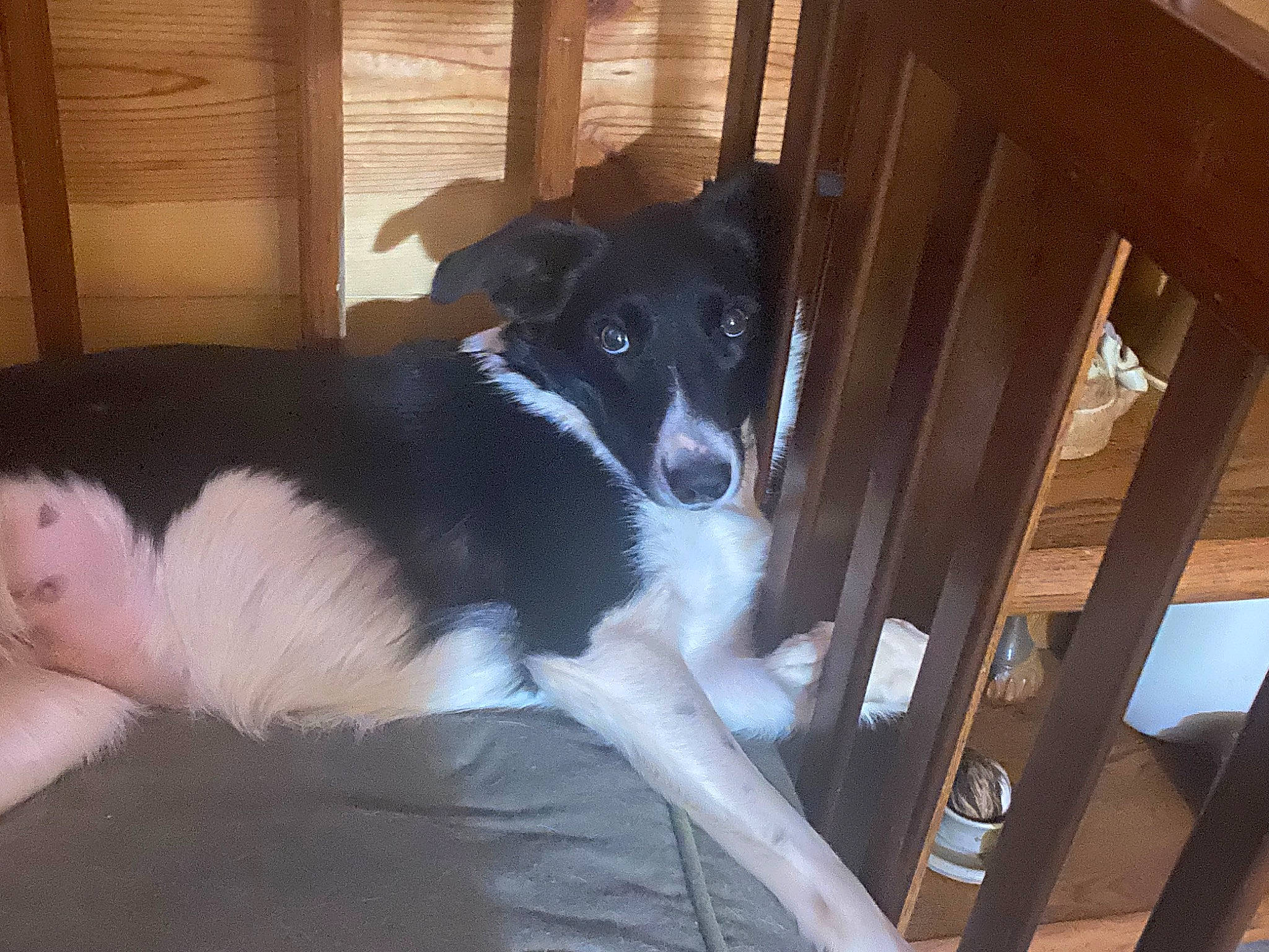 Katie Rae joined the competition — help win amazing prizes! australian_collie, border_collie, canidae, carnivore, comfort, companion_dog, dog, dog_breed, fur, gun_dog, hardwood, herding_dog, landseer, mcnab, sporting_group, tail, wood, working_animal, working_dog