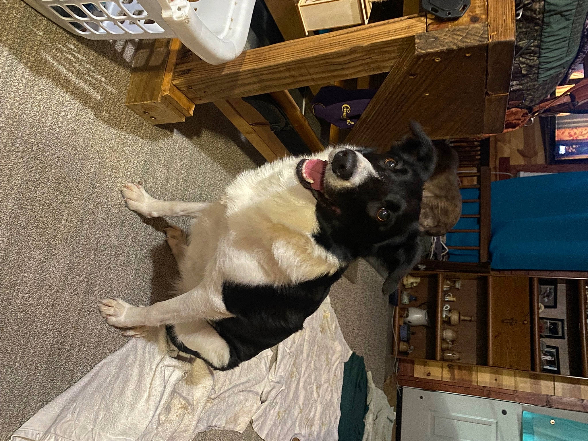 Katie Rae joined the competition — help win amazing prizes! building, carnivore, chair, collar, companion_dog, dog, dog_breed, dog_collar, eyewear, fawn, flooring, fur, guard_dog, hardwood, non_sporting_group, tail, whiskers, window, wood, working_animal