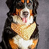 Pouka a rejoint le concours — aidez-le/la à gagner de superbes lots ! bernese_mountain_dog, dog, pet, animal, portrait, bandana, orange, fur, black, white, brown, tongue, panting, studio, gray_background, cute, fluffy, friendly, sitting, indoors