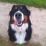 Pouka a rejoint le concours — aidez-le/la à gagner de superbes lots ! animal, bernese_mountain_dog, canine, collar, cute, dog, friendly, fur, grass, gravel, happy, looking_up, muzzle, nature, outdoor, pet, playful, smiling, tongue_out, wet_fur