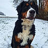 Pouka participe au concours pour gagner de l'argent avec cette photo : dog, bernese_mountain_dog, snow, winter, outdoor, animal, pet, fur, field, tree, nature, canine, mammal, sitting, landscape, cold, grass, cute, friendly, portrait