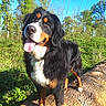 Pouka a rejoint le concours — aidez-le/la à gagner de superbes lots ! animal, bernese_mountain_dog, blue_sky, canine, daylight, dog, forest, fur, greenery, happy, nature, outdoor, pet, portrait, smiling, standing, sunny, tongue_out, tree_stump, trees