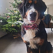 Pouka a rejoint le concours — aidez-le/la à gagner de superbes lots ! dog, bernese_mountain_dog, bow_tie, christmas_tree, holiday_decorations, indoor, pet, canine, festive, tongue_out, sitting, fur, black, brown, white, decorations, floor, home, holiday, cute