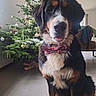 dog, bernese_mountain_dog, bow_tie, christmas_tree, holiday_decorations, indoor, pet, canine, festive, tongue_out, sitting, fur, black, brown, white, decorations, floor, home, holiday, cute
